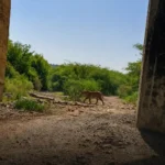 AI Tiger Scare in Gwalior Sparks 36-Hour Search After Fake Image Goes Viral