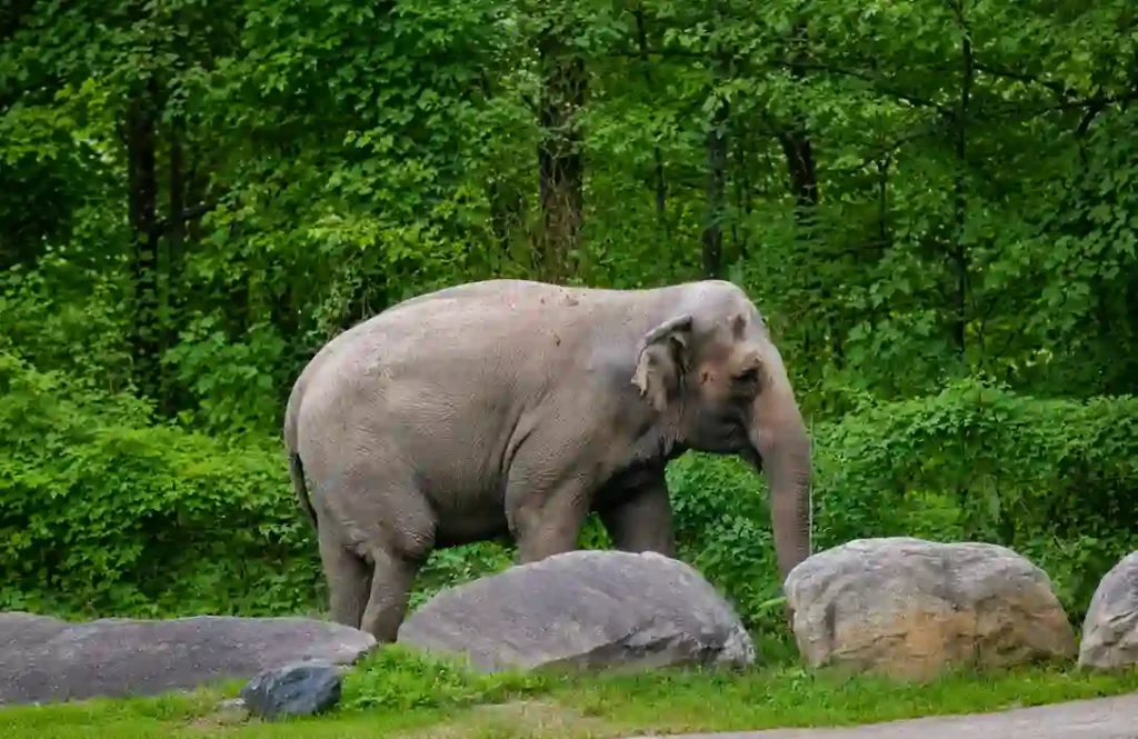 Happy the Elephant Dies at 55 After Emotional Final Goodbye at Bronx Zoo