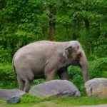 Happy the Elephant Dies at 55 After Emotional Final Goodbye at Bronx Zoo