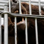 Japan Confirms First Fatal Bear Attack of 2026 as Sightings Surge Nationwide