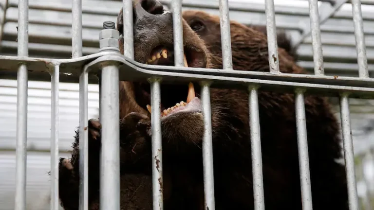 Japan Confirms First Fatal Bear Attack of 2026 as Sightings Surge Nationwide