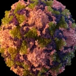 Australia Detects Vaccine-Derived Poliovirus in Perth Wastewater, No Community Spread Reported