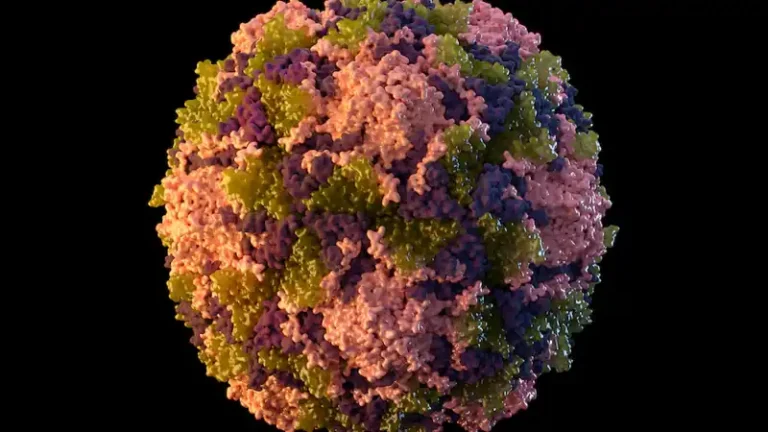 Australia Detects Vaccine-Derived Poliovirus in Perth Wastewater, No Community Spread Reported