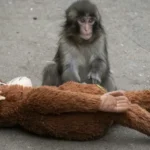 2 Americans Arrested After Viral Monkey Punch Zoo Stunt in Japan