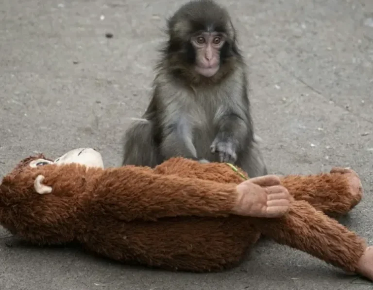 2 Americans Arrested After Viral Monkey Punch Zoo Stunt in Japan