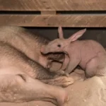 Rare Baby Aardvark Born at Chester Zoo Has Keepers Awake All Night