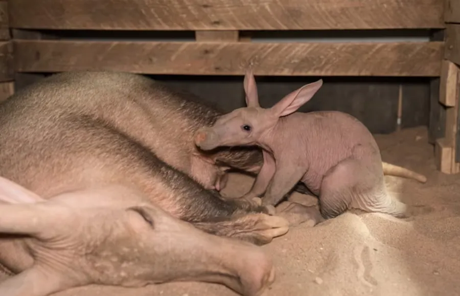 Rare Baby Aardvark Born at Chester Zoo Has Keepers Awake All Night