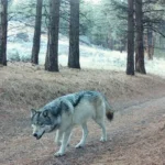 First Gray Wolf in 100 Years Enters Sequoia National Park, Marking Historic California Return