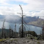 Missing Hiker Found Dead in Glacier National Park After Suspected Bear Attack