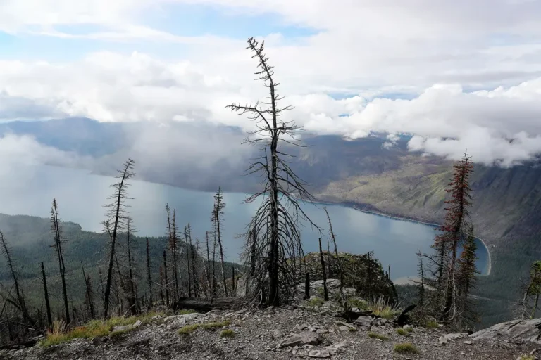 Missing Hiker Found Dead in Glacier National Park After Suspected Bear Attack