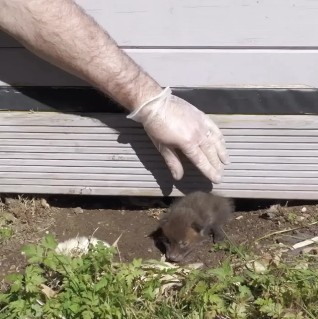 Rescuers Save Two Tiny Fox Cubs — Then Discover Three More Hidden Beneath Shed