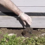 Rescuers Save Two Tiny Fox Cubs — Then Discover Three More Hidden Beneath Shed