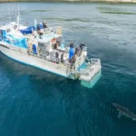 Massive Great White Shark Follows Boat Off Bluff as 5.8m ‘Big Gal’ Returns to New Zealand Waters