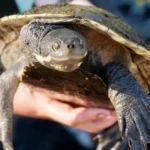500 Turtles Found Alive After Outback Lake Nearly Dried Up in Australia