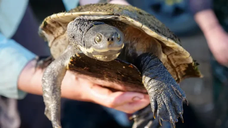 500 Turtles Found Alive After Outback Lake Nearly Dried Up in Australia