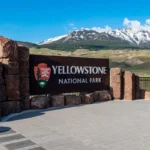 Yellowstone Bear Attack: 2 Hikers Injured Near Old Faithful, Key Trails Shut
