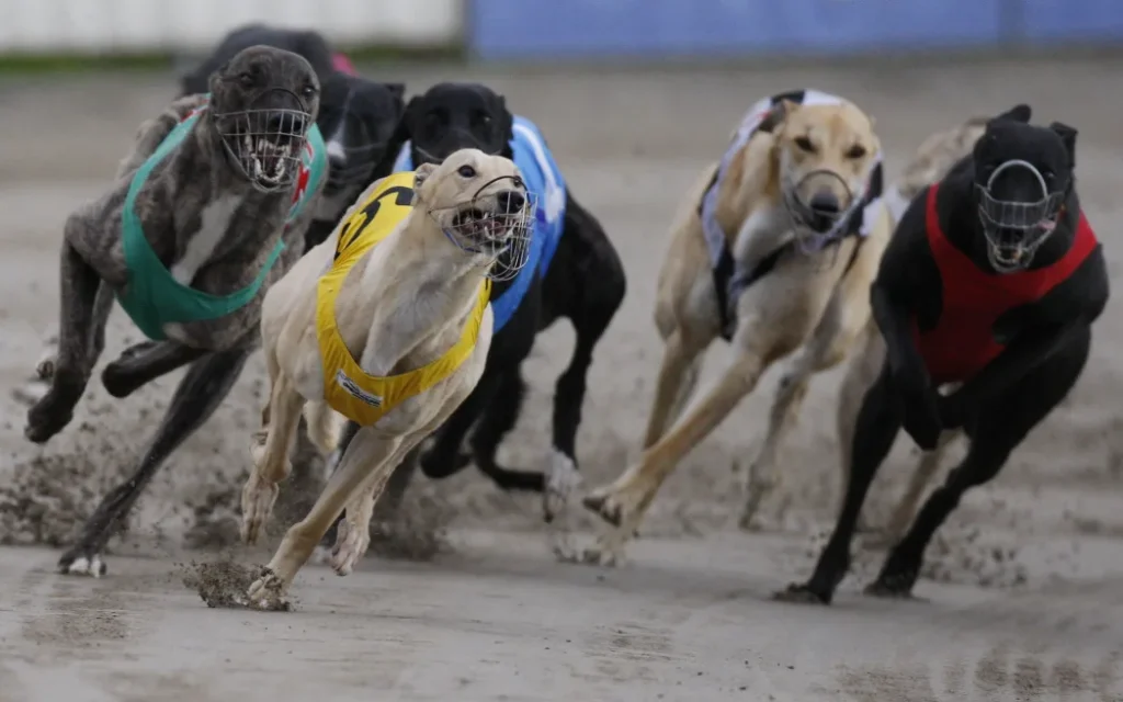 70 Greyhounds Set to Fly to Queensland Ahead of New Zealand Racing Ban
