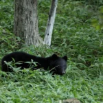 Japan Shuts 94 Schools After First-Ever Bear Sighting in Utsunomiya