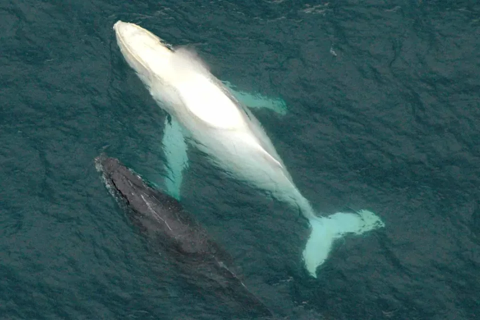 Migaloo white whale spotted off NSW coast near Port Macquarie
