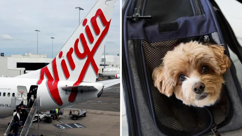 Virgin Australia Expands Pets in Cabin Service to Adelaide, Adding New Pet-Friendly Flights