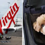 Virgin Australia Expands Pets in Cabin Service to Adelaide, Adding New Pet-Friendly Flights