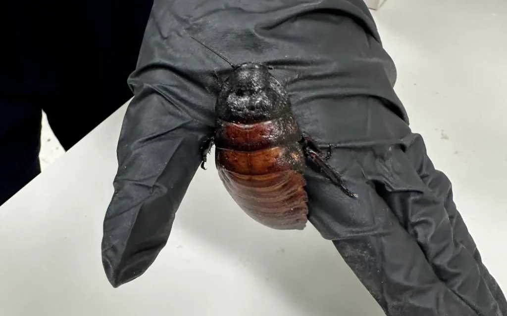 Australia Seizes 100,000 Illegal Cockroaches Worth AU$200,000 in Major Wildlife Bust