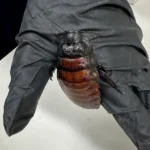 Australia Seizes 100,000 Illegal Cockroaches Worth AU$200,000 in Major Wildlife Bust