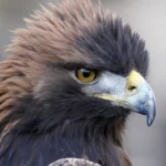 Close-up of a golden eagle's head with sharp amber eyes and a hooked beak, representing the protected bird at the center of a Scotland wildlife crime investigation after it was found with 17 shotgun pellets.