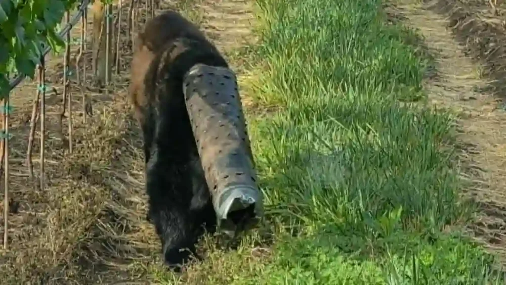 Black Bear Found With Stove Pipe Stuck on Head for 10 Days Rescued in British Columbia