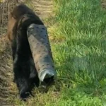 Black Bear Found With Stove Pipe Stuck on Head for 10 Days Rescued in British Columbia