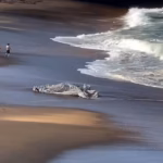 Bells Beach Closed After Whale Carcass Washes Ashore, Shark Warning Issued
