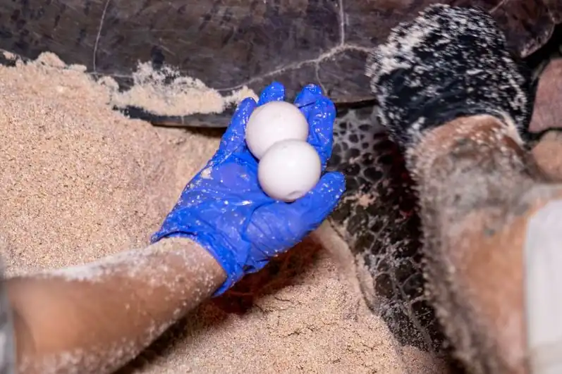 Thousands of baby green sea turtles heading to the ocean after successful egg relocation project