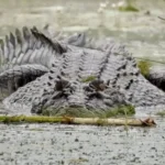 Fisherman Bitten After Stepping on Saltwater Crocodile at Broome Creek, Fourth Kimberley Attack in 6 Months