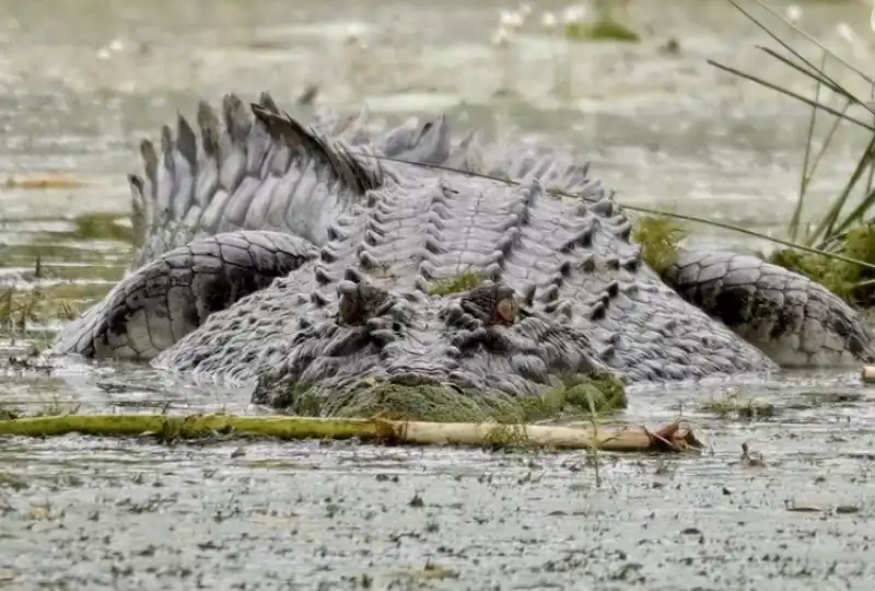 Fisherman Bitten After Stepping on Saltwater Crocodile at Broome Creek, Fourth Kimberley Attack in 6 Months