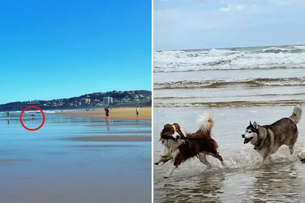 New Dog Laws Could Cost Aussie Owners $863 in Fines From July 3