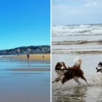 New Dog Laws Could Cost Aussie Owners $863 in Fines From July 3