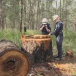 Illegal Firewood Trade in Victoria Destroys 9,000 Trees Each Year, Authorities Warn