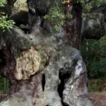 Robin Hood’s Major Oak Dies After 1,200 Years as Experts Cite Tourism and Climate Stress