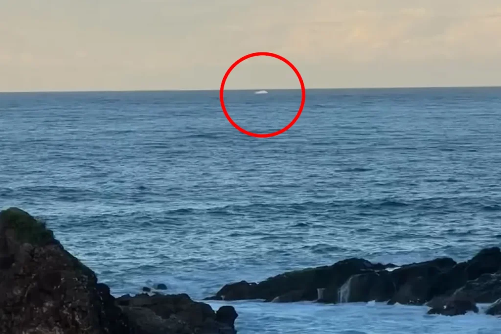 Migaloo White Whale Spotted? Scientists Investigate Credible NSW Coast Sighting