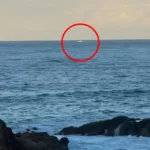 Migaloo White Whale Spotted? Scientists Investigate Credible NSW Coast Sighting