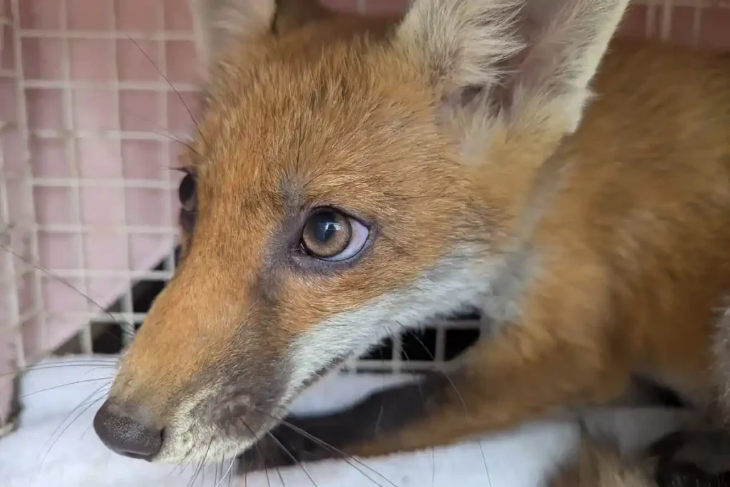 Young red fox recovering after rescue from football goal netting at Essex Wildlife Hospital following an RSPCA wildlife rescue operation