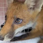 Young red fox recovering after rescue from football goal netting at Essex Wildlife Hospital following an RSPCA wildlife rescue operation
