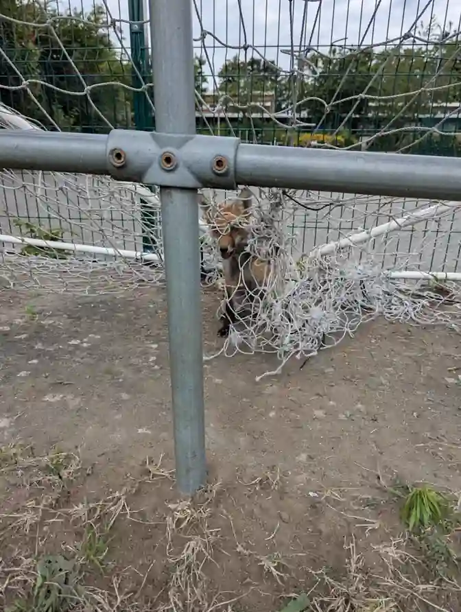 Young fox trapped in loose football goal netting before being rescued by the RSPCA