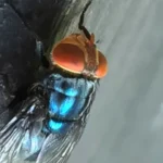 Flesh-Eating Screwworm Fly Resurfaces in Texas After Six Decades, Triggering Cattle Industry Fears