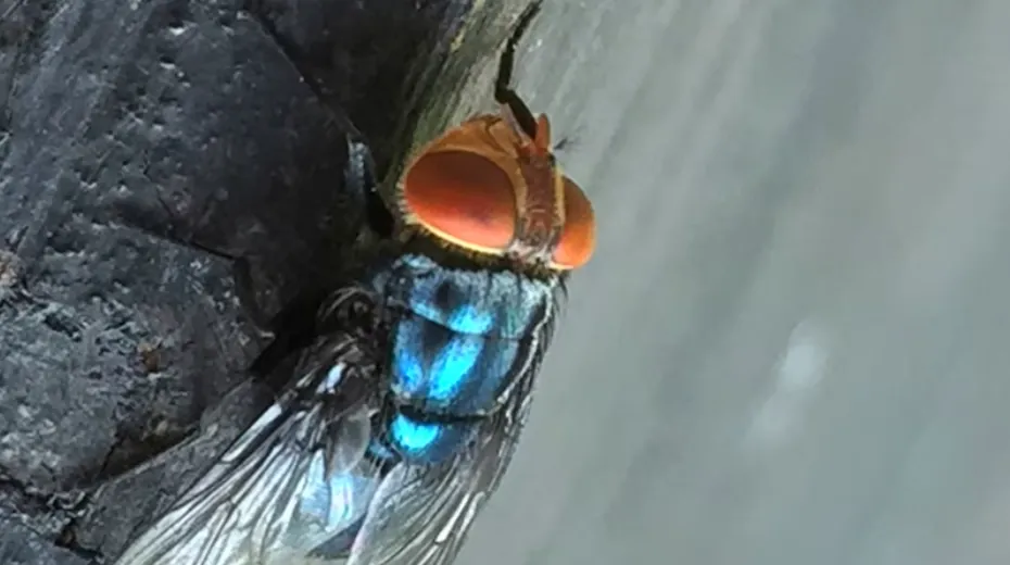 Flesh-Eating Screwworm Fly Resurfaces in Texas After Six Decades, Triggering Cattle Industry Fears