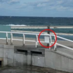 Newcastle Beach Dog Warning: $330 Fine Fails to Stop Threatened Bird Disturbance