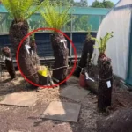 Ancient Tasmanian Tree Ferns Found for Sale in UK as Harvesting Concerns Grow