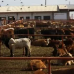 Canada Blocks Texas Cattle as Flesh-Eating Screwworm Returns to the US After 60 Years