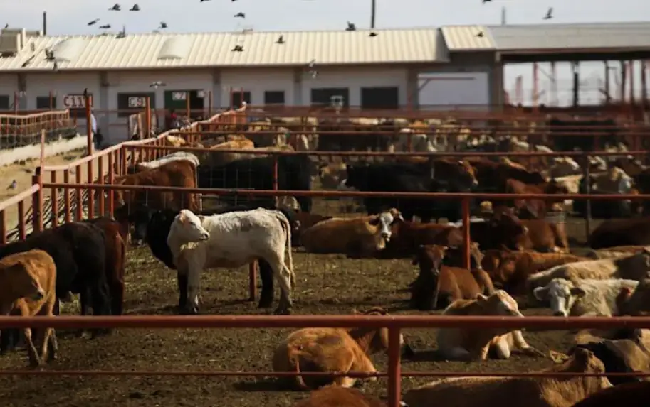 Canada Blocks Texas Cattle as Flesh-Eating Screwworm Returns to the US After 60 Years