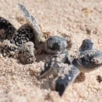 Thousands of Baby Green Sea Turtles Head to Sea After Successful Egg Relocation Project